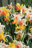 Group of Mixed Large Cup Daffodils yellow, white, orange colors
