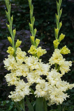 Gladiolus - Lemon Frizzle