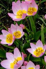 Tulip - Lilac Wonder