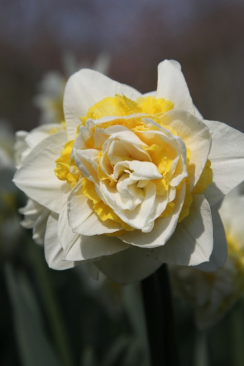 A white daffodil with orange, ruffled heart, called lingerie