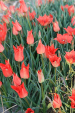 Tulip - Linifolia
