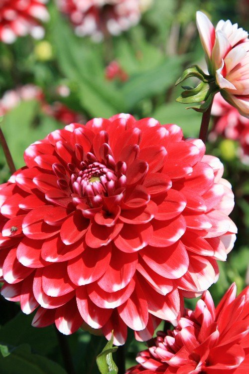 Dahlia - Little Tiger