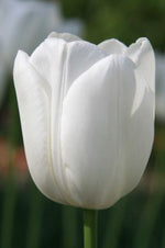 Tulip - Maureen