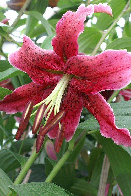 miss tiger lily Miss Feya