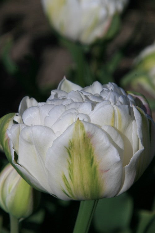 Close-up of double late tulip mount tacoma, showcasing white full blooms