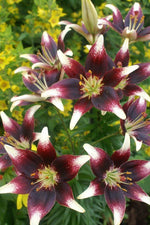 Lily - Netty's Pride