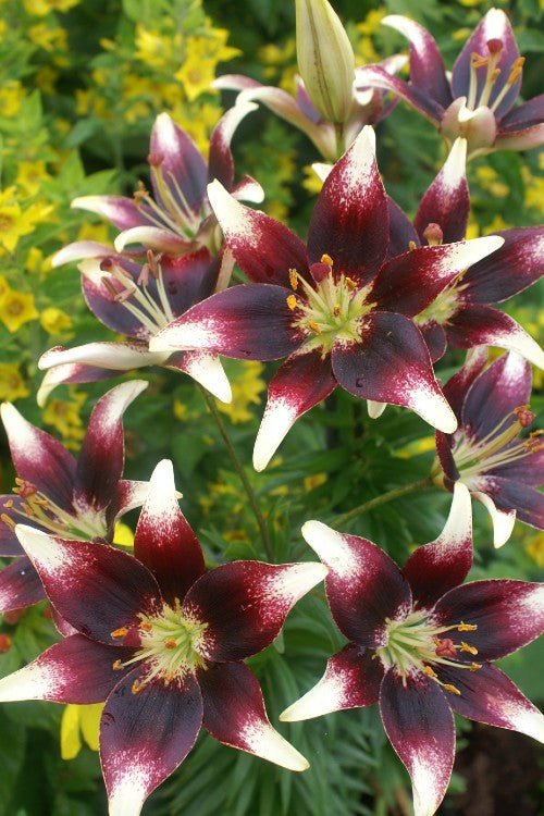 Lily - Netty's Pride