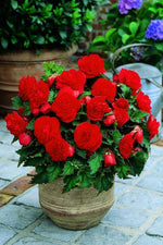 Begonia - Non Stop Pink