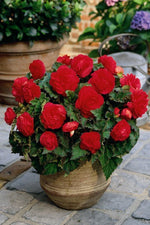 Begonia - Non Stop Red