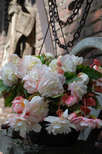 Begonia - Fragrant Angelique