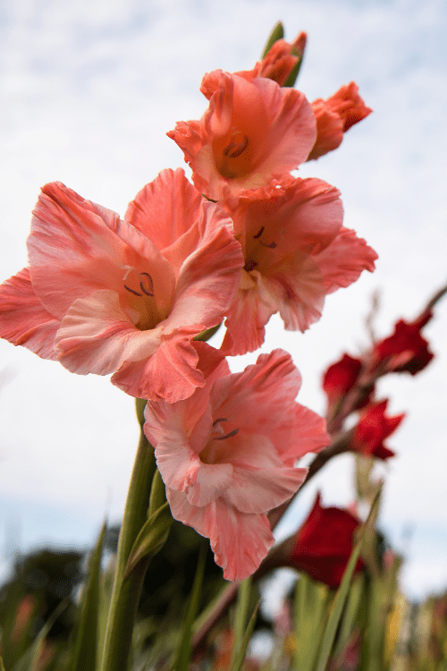 Gladiolus - Jessica
