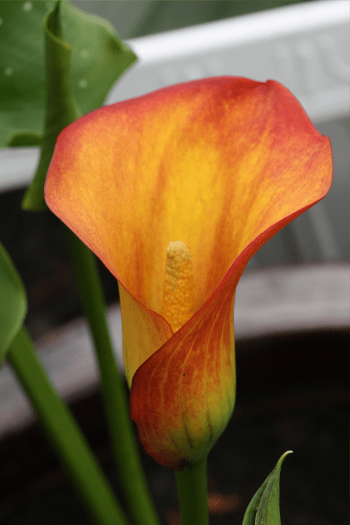 orange calla lily plant Blaze