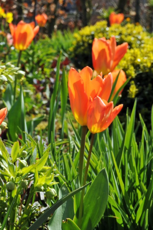 A stunning tulip known as the Fosteriana Orange Emperor in full bloom