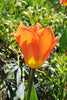 Close-up of the majestic Orange Emperor tulip with radiant orange petals