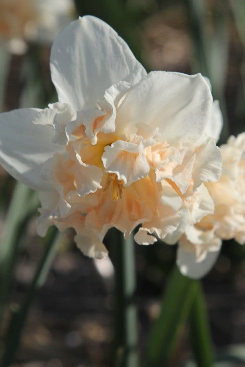 Close-up of Palmares Daffodil with creamy petals and salmon-pink heart
