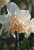 Close-up of Palmares Daffodil with creamy petals and salmon-pink heart