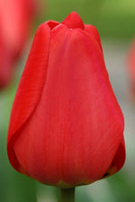 Tulip - Parade