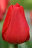 Close-up of a bright red darwin hybrid tulip, called parade