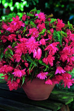 Begonia - Pendula Pink