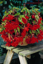 Begonia - Pendula Red