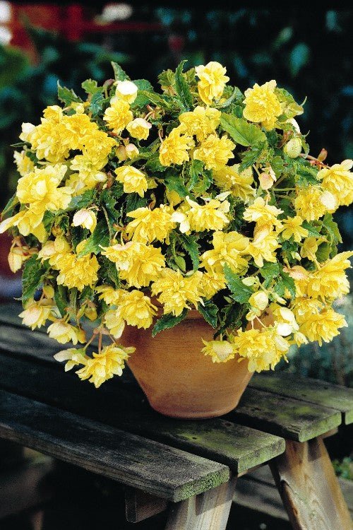 yellow hanging plants Pendula Begonia Yellow - Begonia Bulbs