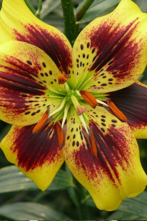 pieton asiatic lily Pieton