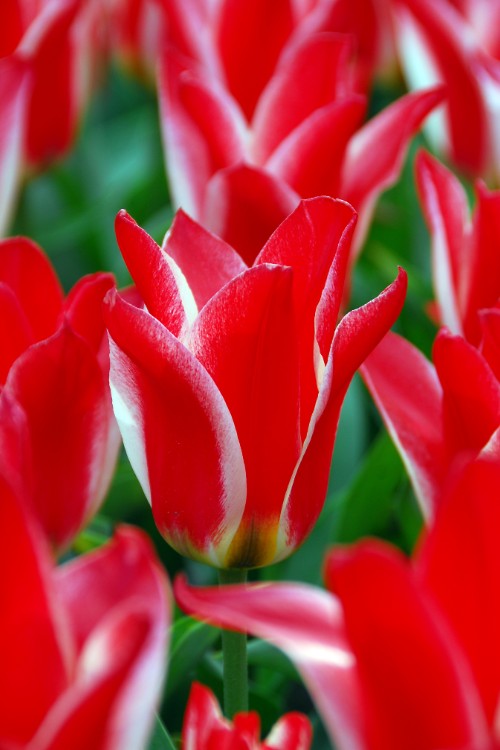 Greigii tulip Pinocchio with red petals and white streaks in green stems