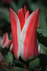 Close-up of a vibrant Pinocchio Greigii tulip with red and white petals