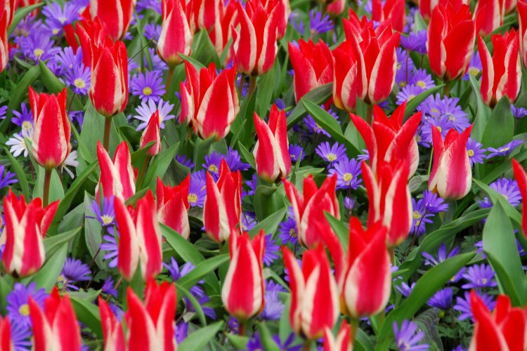 Group of Greigii tulip Pinocchio with red petals and white streaks