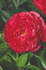 Peony - Karl Rosenfield