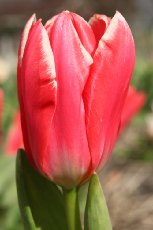 Close-up of fosteriana tulip Pirand emperor, standing on a green, strong stem
