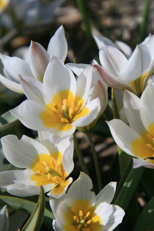 Group of wildflower tulips, called Polychroma with white and orange blooms
