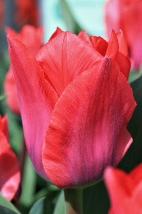 Tulip - Portland