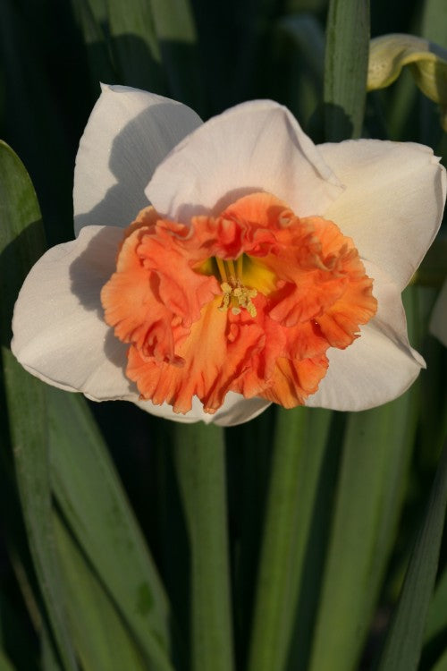 Precocious Daffodil white petals and a large ruffled, orange cup