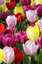 Tulip - Prince Garden Mixed