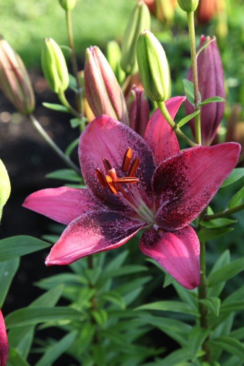 purple lily type flower Purple Dream