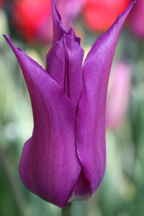 A Lily flowering tulip Purple dream, with purple and very elegant petals