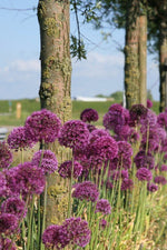 Allium - Purple Sensation