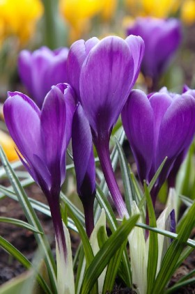 Close-up of Crocus Remembrance, with purple small flowers and green foliage