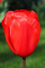 Tulip - Red Impression