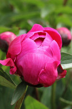 Peony - Red Sarah Bernhardt