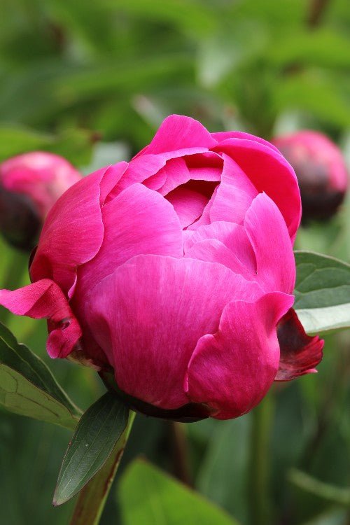 Peony - Red Sarah Bernhardt