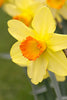 Close-up of Red Devon daffodil with yellow petals and orange heart