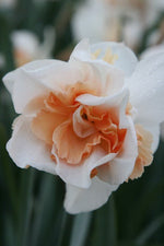 Daffodil - Replete