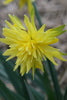 Rip van Winkle Daffodil has yellow, star-shaped petals and green foliage