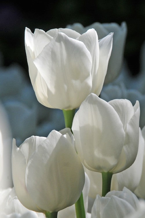 Close-up of elegant white Dream Triumph tulip in full bloom.