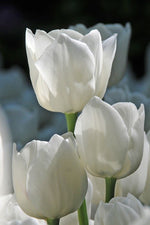 Tulip - White Dream