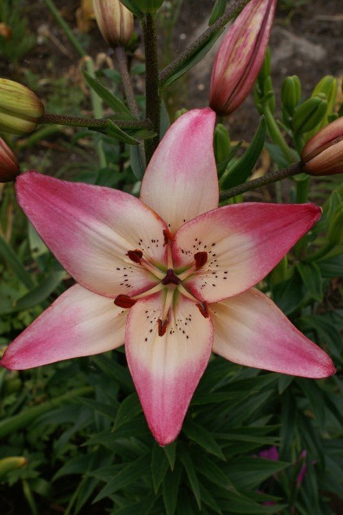 pink asiatic lily bulbs Rosella's Dream