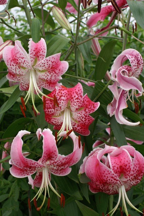 red and white lily flower Rubrum