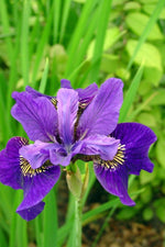 Iris Siberica - Ruffled Velvet